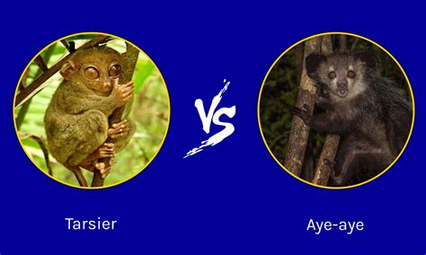 What is the difference between aye and eh?