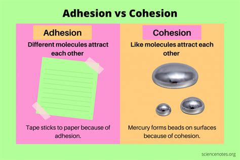 What is the difference between bonding and adhesion?