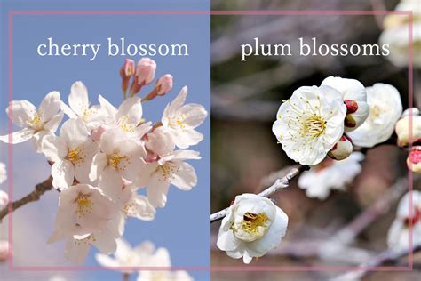 What is the difference between cherry blossom and sakura?