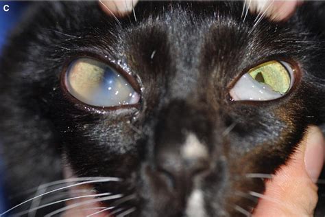 What is the difference between exophthalmos and Buphthalmos in cats?