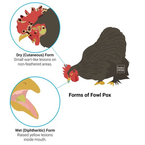 What is the difference between fowl pox and avian pox?