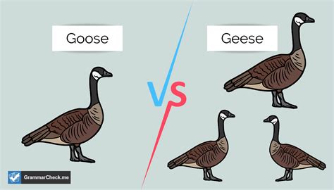What is the difference between goose and geese?