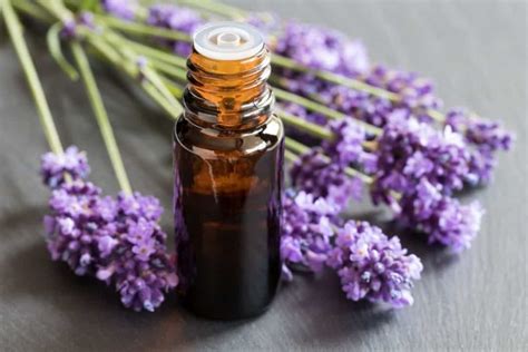 What is the difference between lavender oil and lavender essential oil?