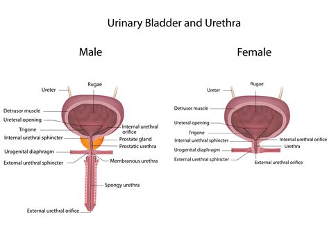 What is the difference between male and female urinals?