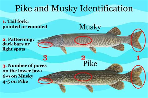 What is the difference between musty and musky?