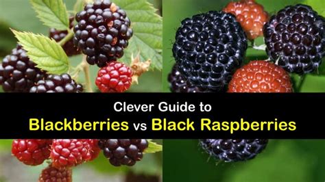 What is the difference between raspberries and black raspberries?