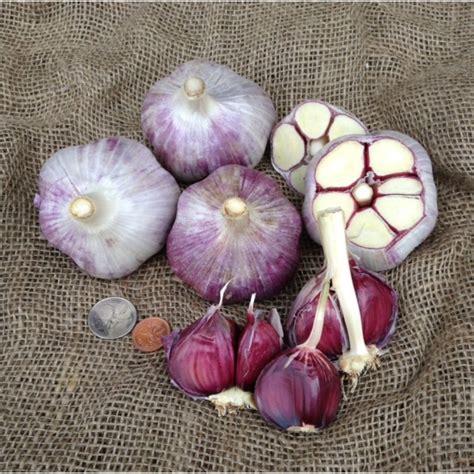 What is the difference between red Russian and purple Russian garlic?