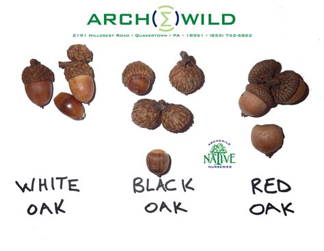 What is the difference between red and white acorns?