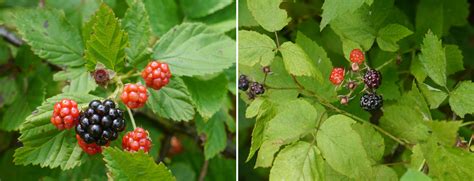 What is the difference between red raspberry and blackberry leaves?