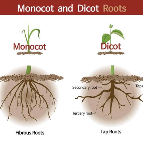 What is the difference between root and AuthRoot?