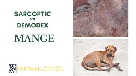 What is the difference between sarcoptic mange and Demodex?