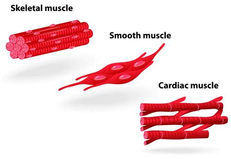 What is the difference between skeletal muscle and smooth muscle?