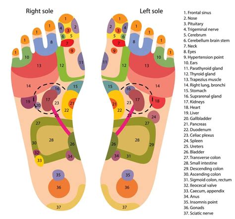 What is the difference between the right foot and the left foot in reflexology?