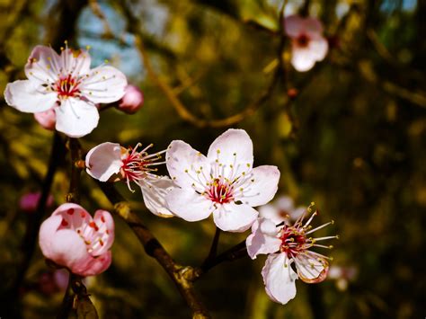 What is the difference between white and pink almond blossoms?