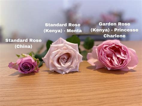 What is the difference between wild and cultivated roses?