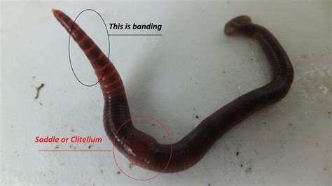 What is the difference between worms and red worms?