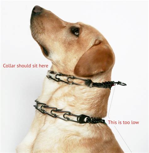 What is the disadvantage of dog collar?
