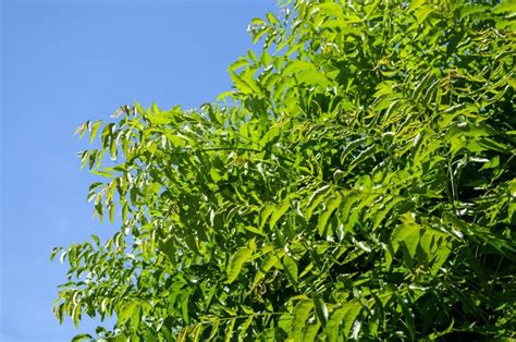 What is the disadvantage of neem?
