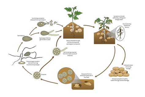 What is the disease cycle of potato virus?