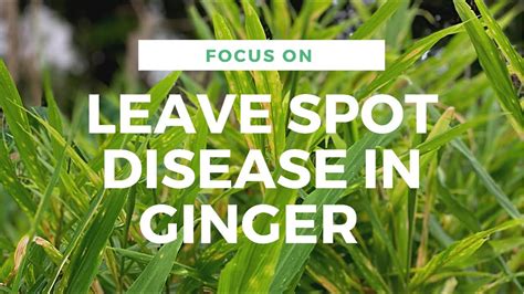 What is the disease in ginger?