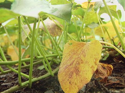 What is the disease in sweet potato wilt?