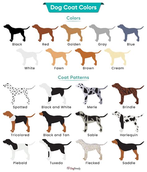 What is the dominant coat colour in dogs?