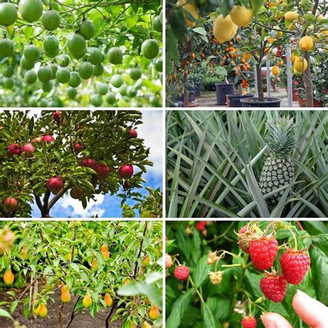 What is the easiest fruit to grow?