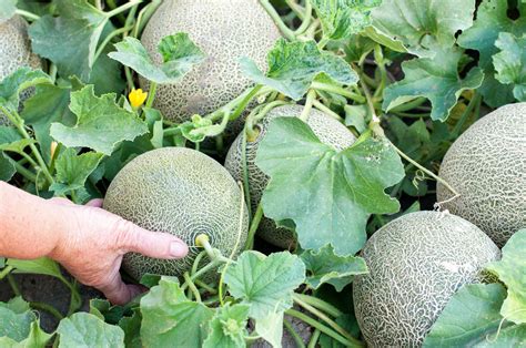 What is the easiest melon to grow?