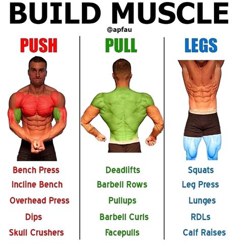 What is the easiest muscle to build?