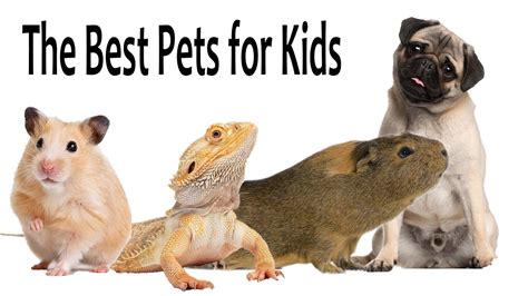 What is the easiest pet to take care of?