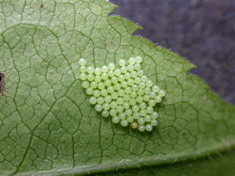 What is the egg of a butterfly?