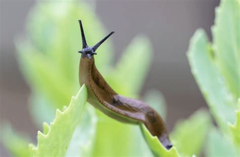 What is the enemy of a slug?