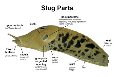 What is the enemy of a slug?