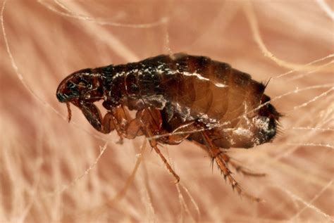 What is the enemy of fleas?