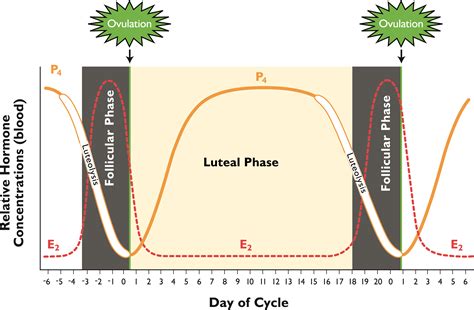 What is the estrous cycle of a heifer?