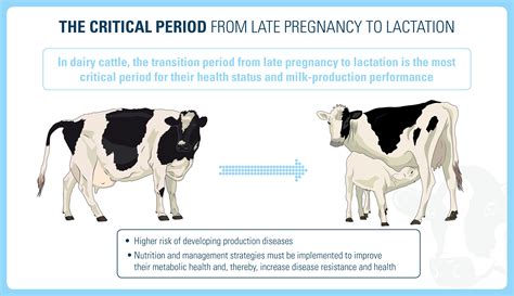 What is the estrus of a cow?