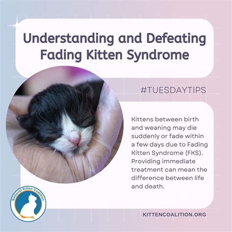 What is the fading kitten syndrome?