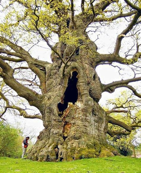 What is the famous oak tree in England?