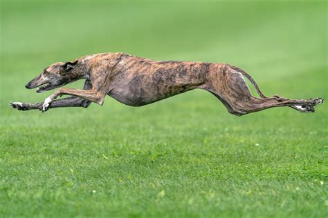 What is the fastest dog?