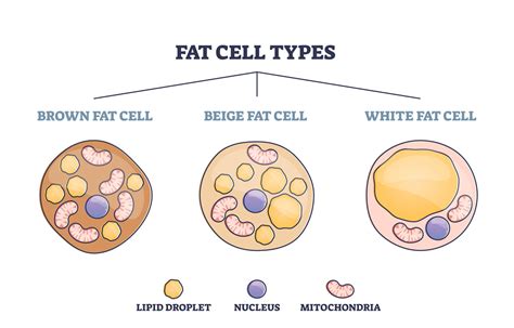 What is the fattest blood type?