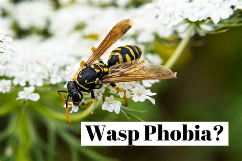 What is the fear of wasps?