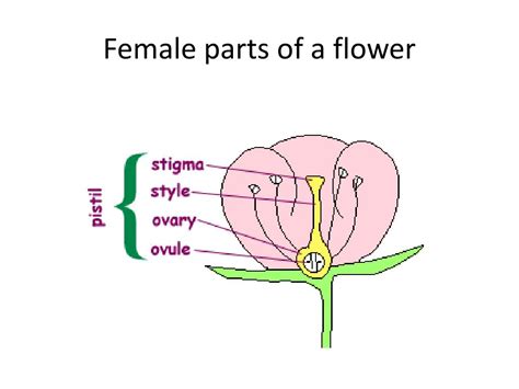 What is the female part of the flower?