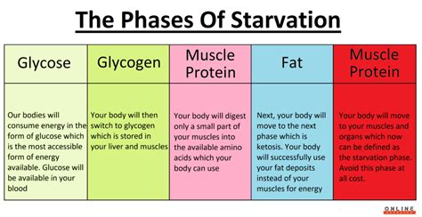What is the final stage of starvation?
