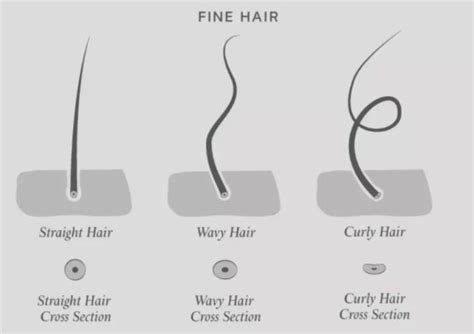 What is the fine hair?