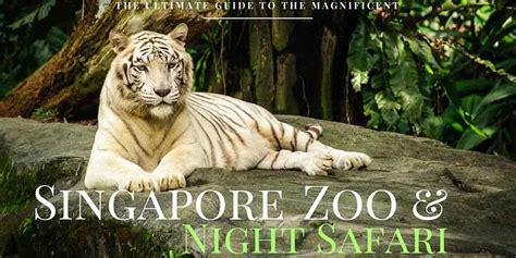What is the first night zoo?