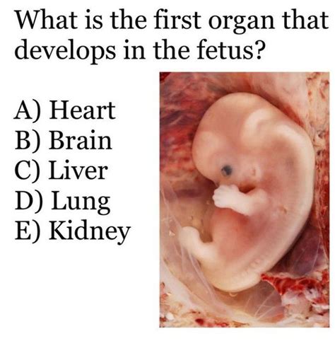 What is the first organ to age?