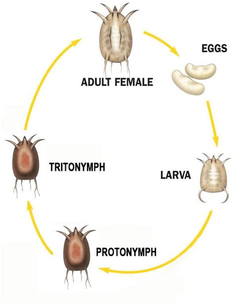 What is the first stage of mites?