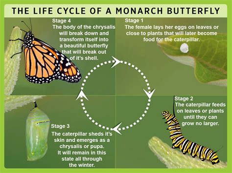 What is the first stage of the butterfly?