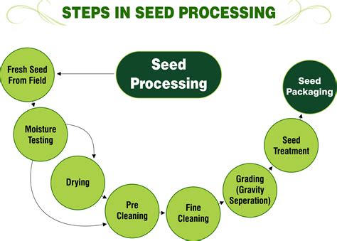 What is the first step of seed processing?