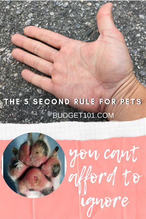 What is the five second dog rule?